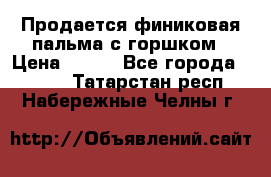 Продается финиковая пальма с горшком › Цена ­ 600 - Все города  »    . Татарстан респ.,Набережные Челны г.